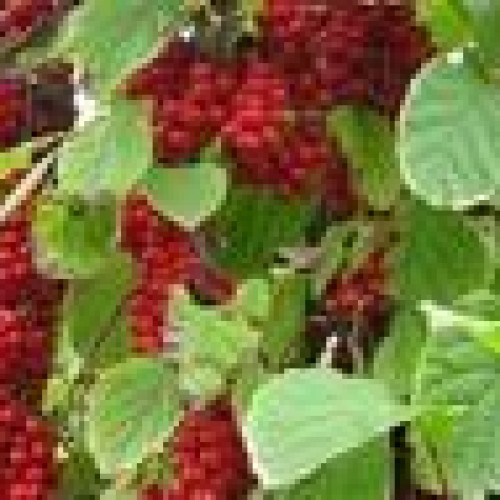 Schisandra extract